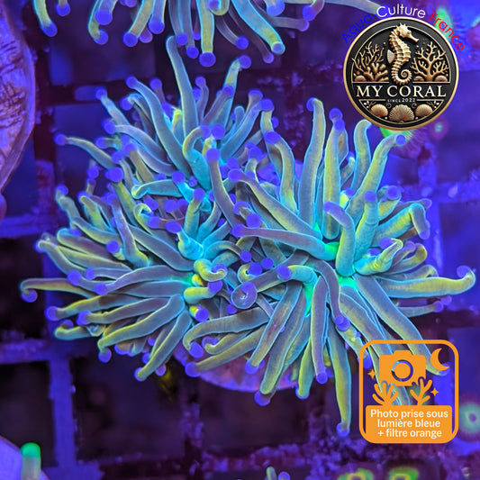 Euphyllia de Culture WYSIWYG- Glabrescens - Holy Molly - EGHM203