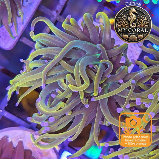 Euphyllia de Culture WYSIWYG- Glabrescens - Holy Molly V2  - EGHM106