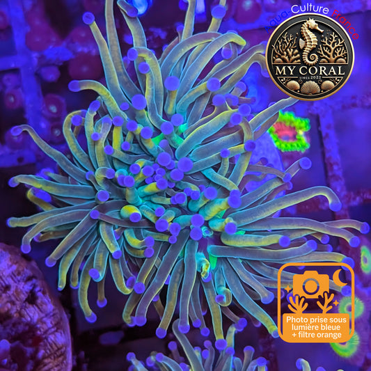 Euphyllia de Culture WYSIWYG- Glabrescens - Holy Molly - EGHM204