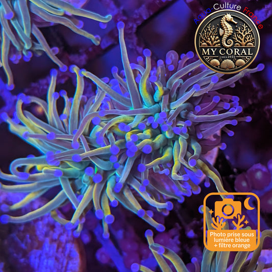 Euphyllia de Culture WYSIWYG- Glabrescens - Holy Molly - EGHM205
