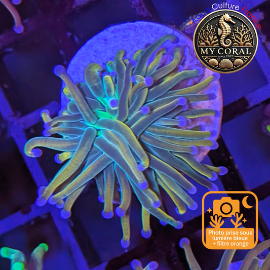 Euphyllia de Culture WYSIWYG- Glabrescens - Holy Molly - EGHM206