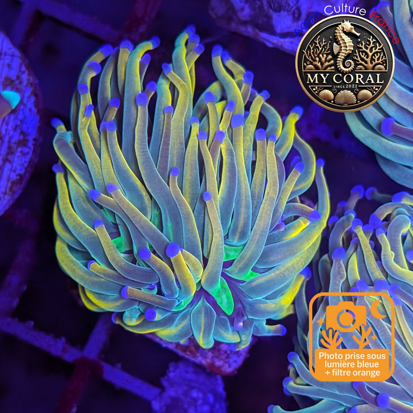 Euphyllia de Culture WYSIWYG- Glabrescens - Holy Molly - EGHM120