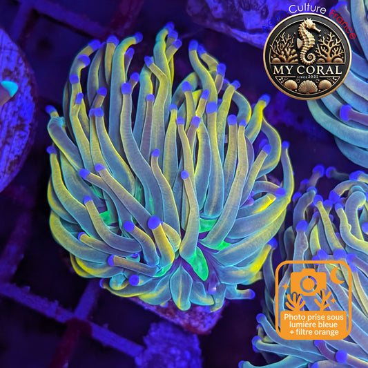 Euphyllia de Culture WYSIWYG- Glabrescens - Holy Molly - EGHM120