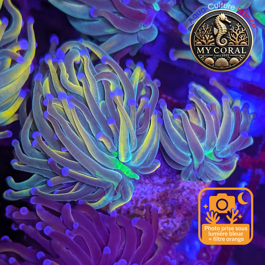 Euphyllia de Culture WYSIWYG- Glabrescens - Holy Molly - EGHM121