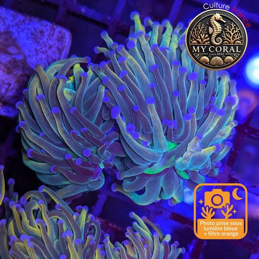 Euphyllia de Culture WYSIWYG- Glabrescens - Holy Molly - EGHM122