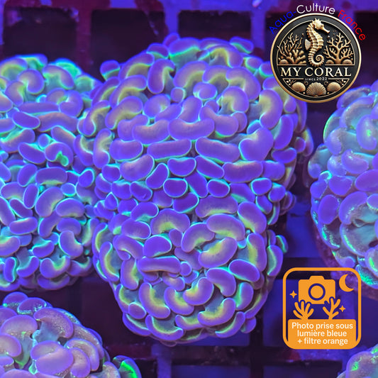 Euphyllia de Culture WYSIWYG- Paraancora Collector - Hologram Gold MASTERGRADE- EPHGM201