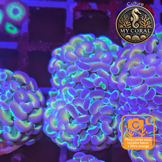 Euphyllia de Culture WYSIWYG- Paraancora Collector - Hologram Gold MASTERGRADE- EPHGM202