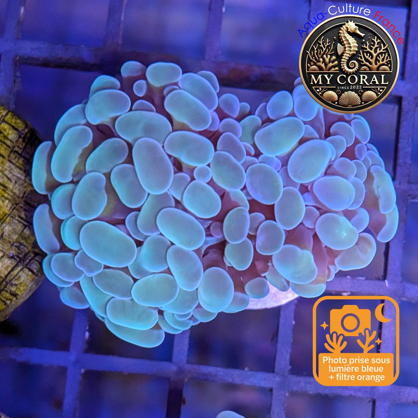 Euphyllia de Culture WYSIWYG- Paraancora - Blue-Green - EPBG113