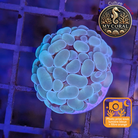 Euphyllia de Culture WYSIWYG- Paraancora - Blue-Green - EPBG115