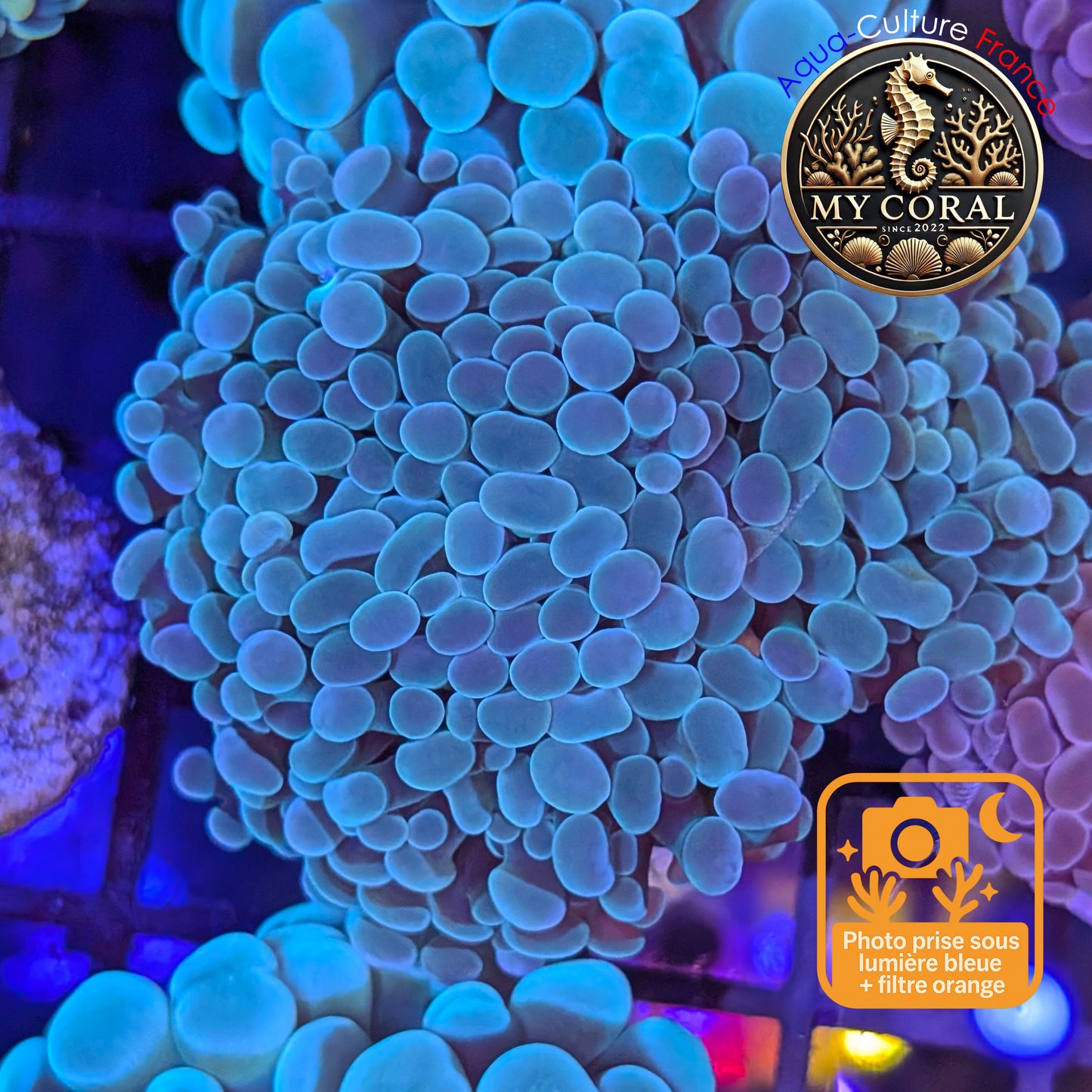 Euphyllia de Culture WYSIWYG- Paraancora - Blue-Green - EPBG117