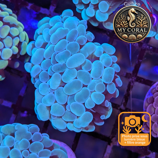 Euphyllia de Culture WYSIWYG- Paraancora - Blue-Green - EPBG118