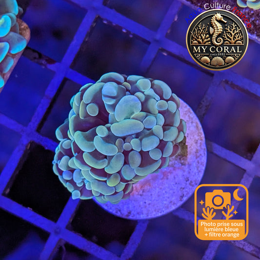 Euphyllia de Culture WYSIWYG- Paraancora - Gold Bicolor- EPGB120
