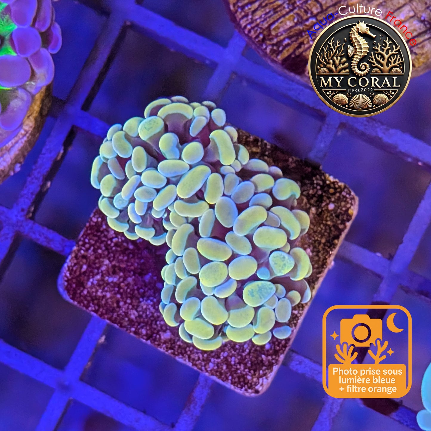 Euphyllia de Culture WYSIWYG- Paraancora - Gold Blue- EPGB122