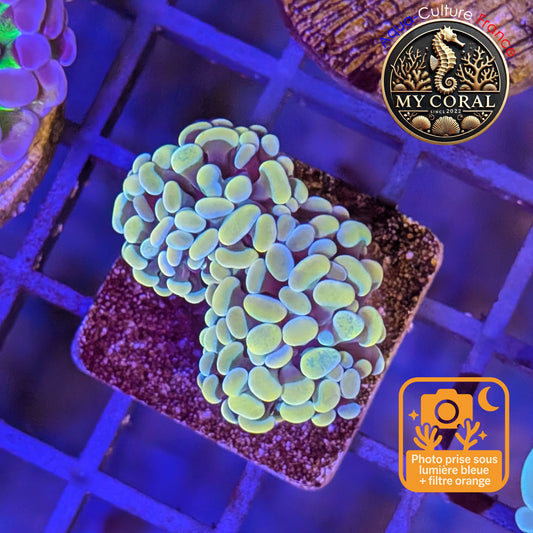 Euphyllia de Culture WYSIWYG- Paraancora - Gold Blue- EPGB122