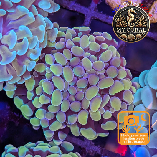 Euphyllia de Culture WYSIWYG- Paraancora - Gold Blue- EPGB123