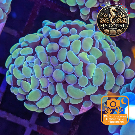 Euphyllia de Culture WYSIWYG- Paraancora - Gold Blue- EPGB124