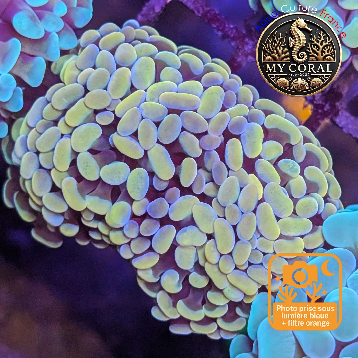 Euphyllia de Culture WYSIWYG- Paraancora - Gold Blue- EPGB126