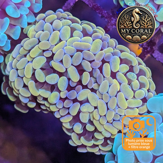 Euphyllia de Culture WYSIWYG- Paraancora - Gold Blue- EPGB126