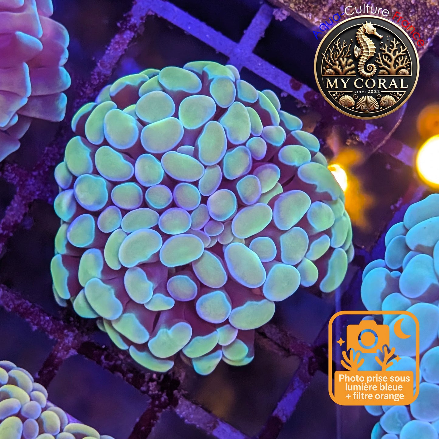 Euphyllia de Culture WYSIWYG- Paraancora - Gold Blue- EPGB127