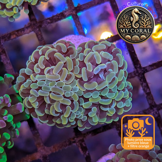 Euphyllia de Culture WYSIWYG- Paraancora - Gold Blue- EPGB128