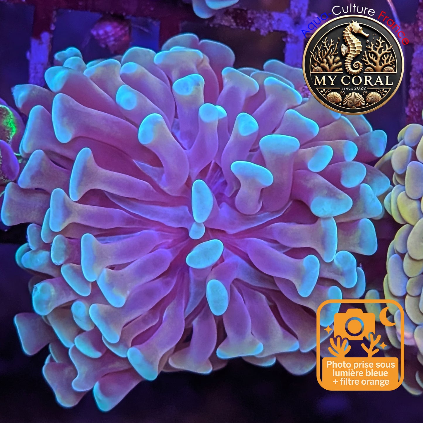 Euphyllia de Culture WYSIWYG- Paraancora - Gold Stem - EPGS107