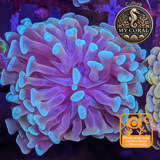 Euphyllia de Culture WYSIWYG- Paraancora - Gold Stem - EPGS107