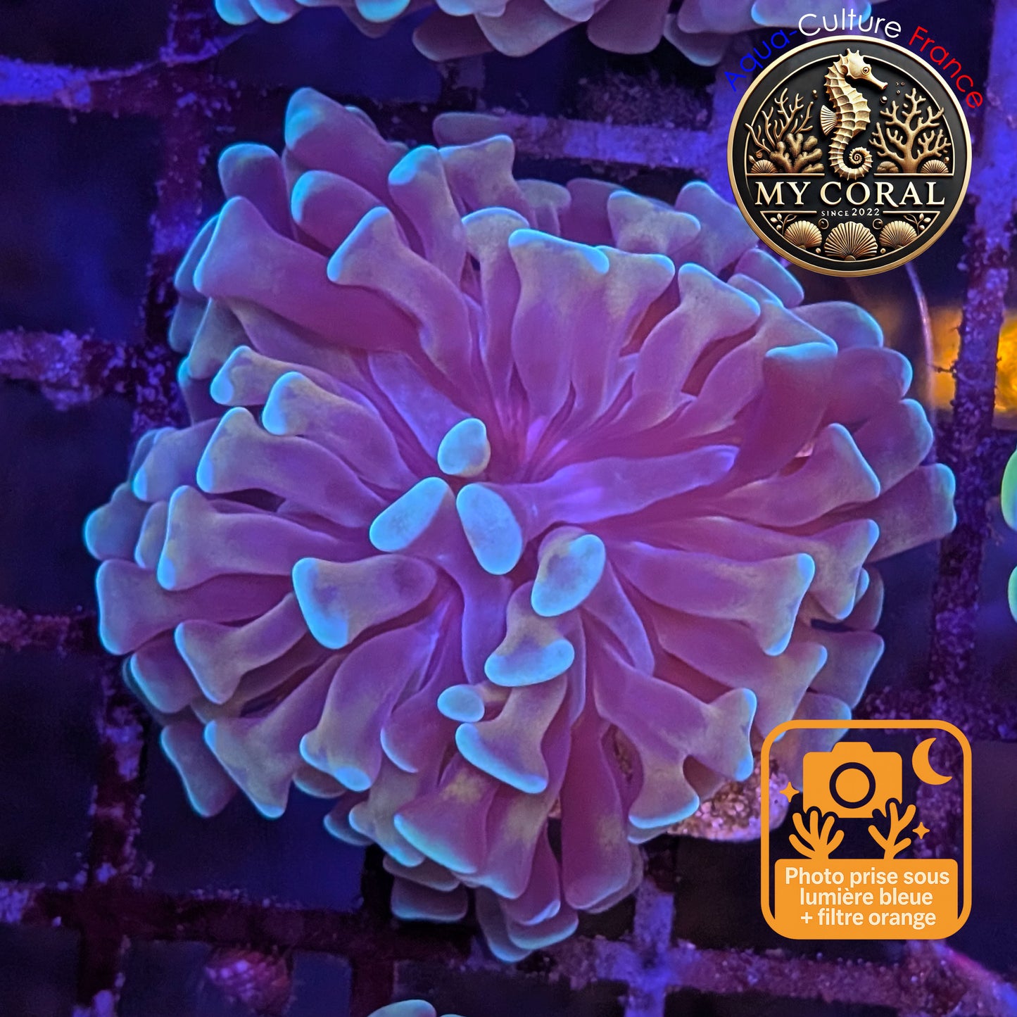 Euphyllia de Culture WYSIWYG- Paraancora - Gold Stem - EPGS108