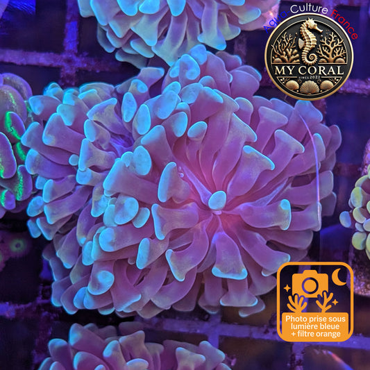 Euphyllia de Culture WYSIWYG- Paraancora - Gold Stem (Double Tête)- EPGS109