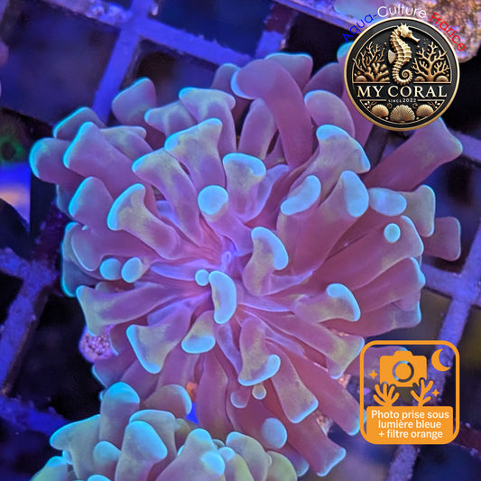 Euphyllia de Culture WYSIWYG- Paraancora - Gold Stem - EPGS113