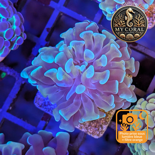 Euphyllia de Culture WYSIWYG- Paraancora - Gold Stem - EPGS114