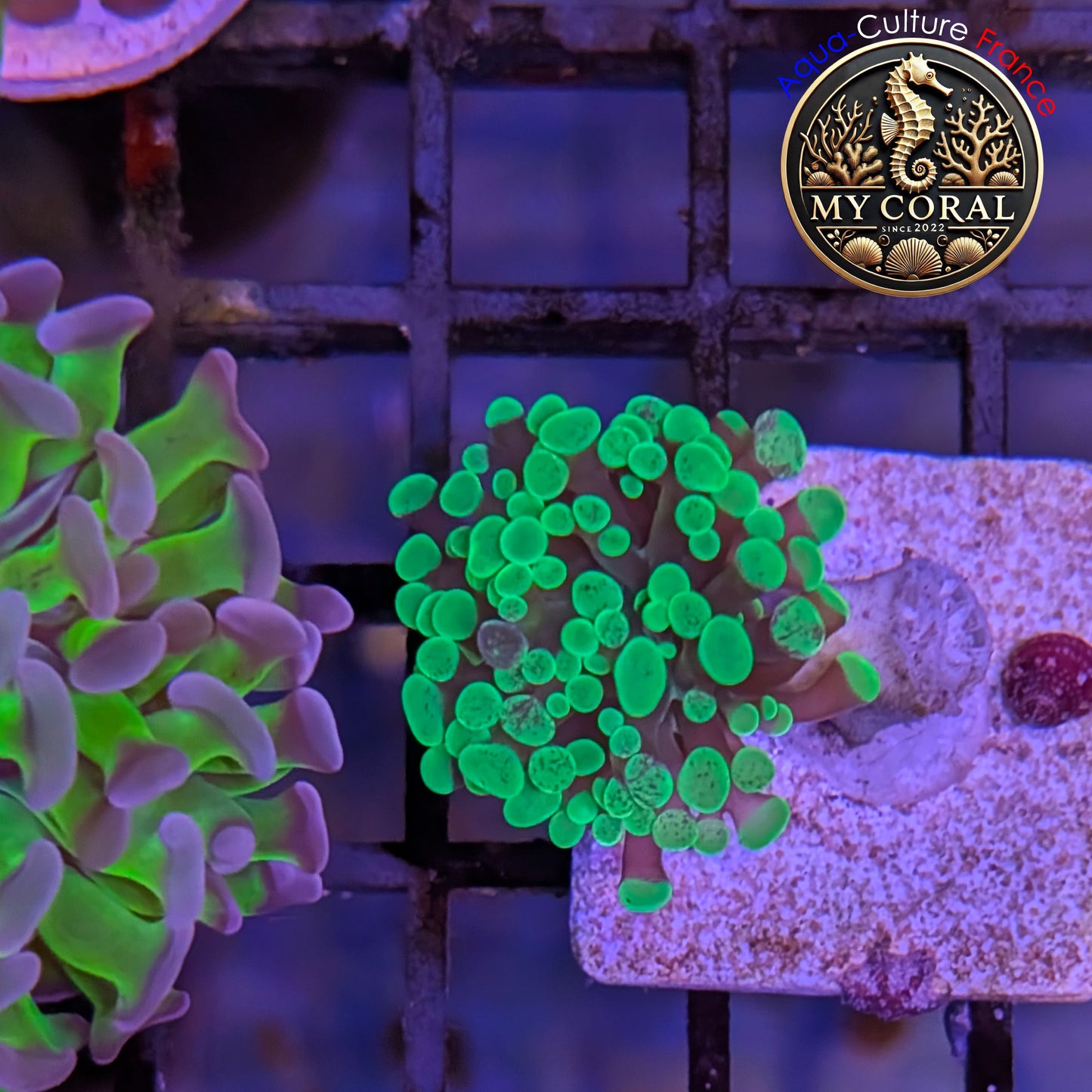 Euphyllia de Culture WYSIWYG- Paraancora - Blotchy Bicolor- EPBB001