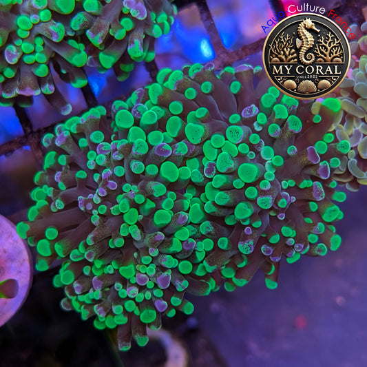 Euphyllia de Culture WYSIWYG- Paraancora - Blotchy Bicolor- EPBB003