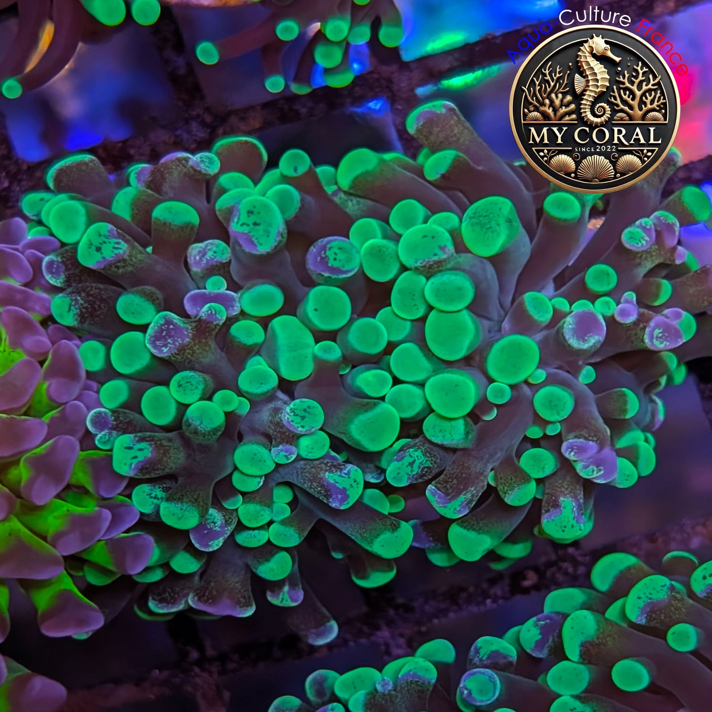 Euphyllia de Culture WYSIWYG- Paraancora - Blotchy Bicolor- EPBB004