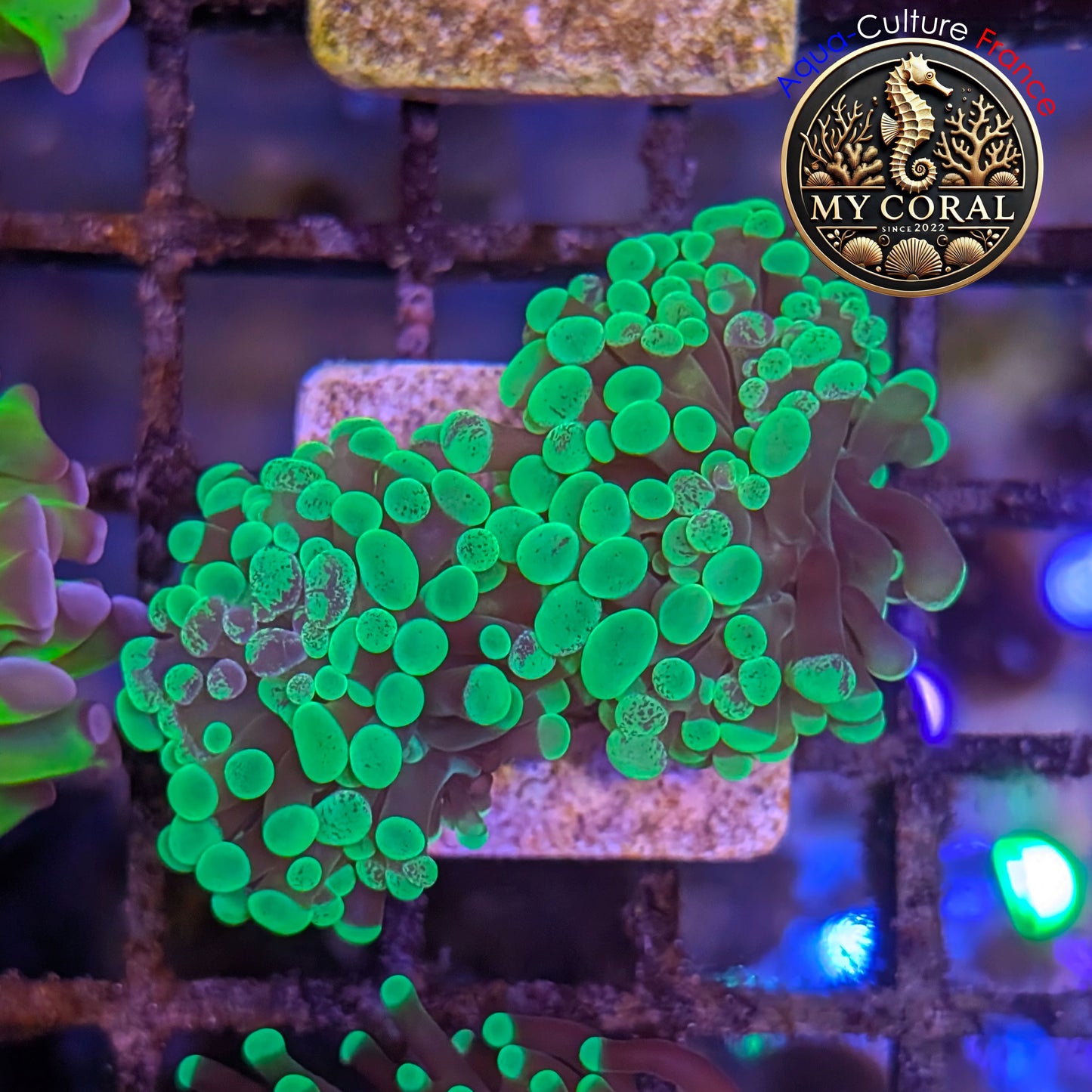 Euphyllia de Culture WYSIWYG- Paraancora - Blotchy Bicolor- EPBB005