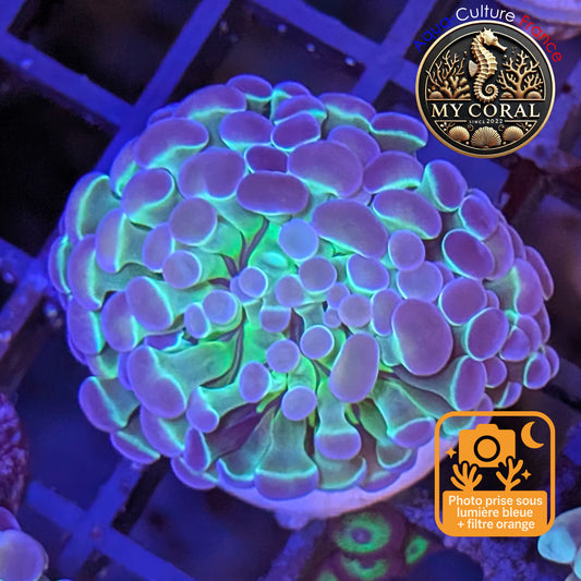 Euphyllia de Culture WYSIWYG- Paraancora - HOLOGRAM  - EPHG120