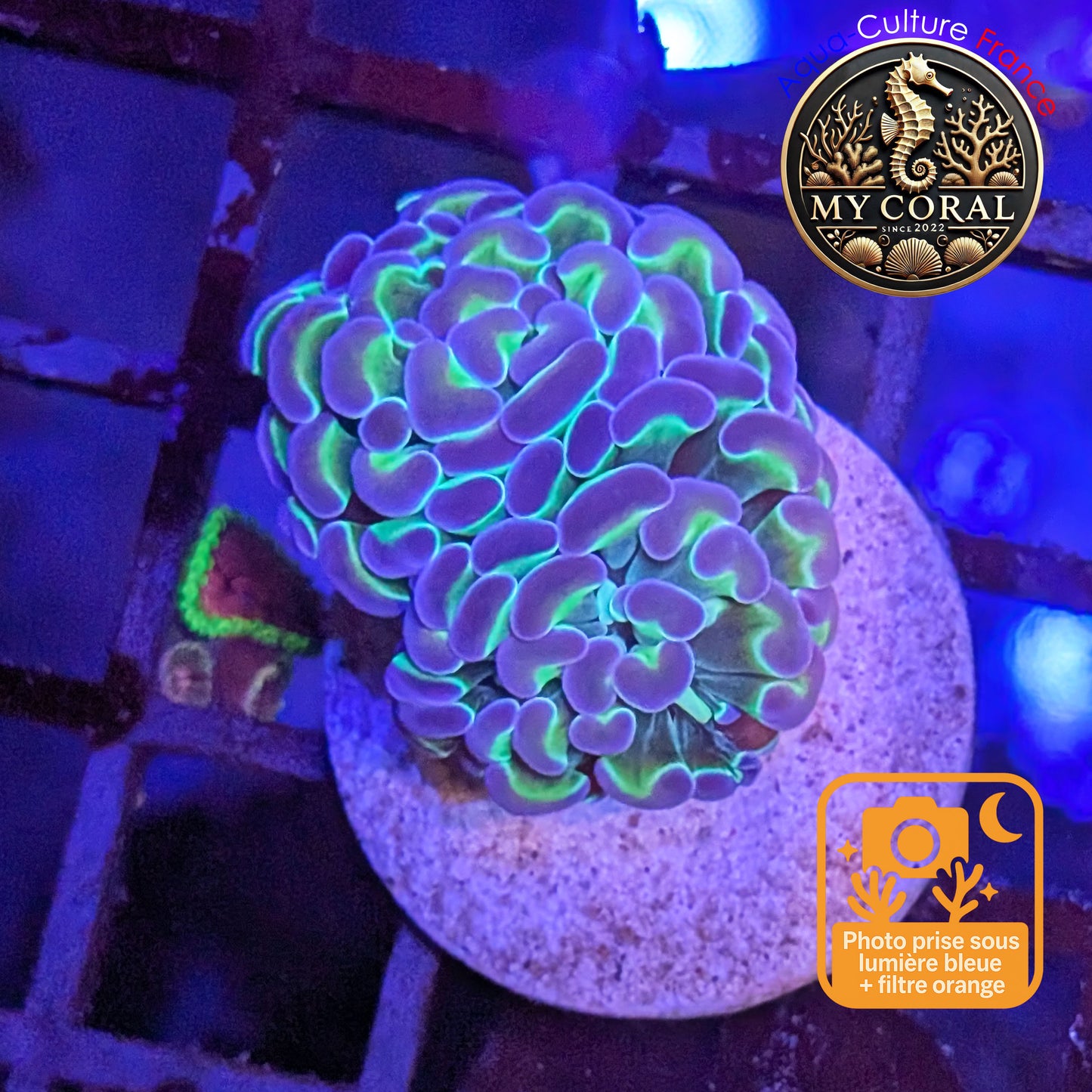 Euphyllia de Culture WYSIWYG- Paraancora - HOLOGRAM  - EPHG121