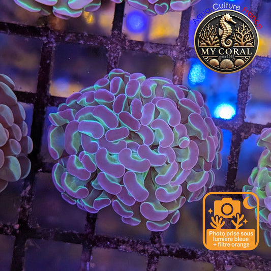 Euphyllia de Culture WYSIWYG- Paraancora - HOLOGRAM  - EPHG124