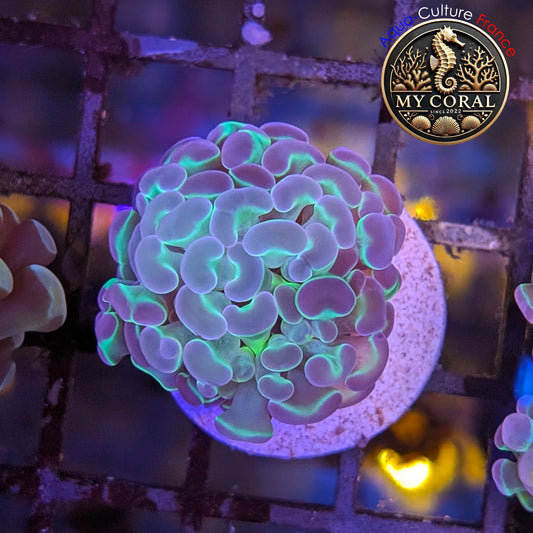 Euphyllia de Culture WYSIWYG- Paraancora - HOLOGRAM  - EPHG126