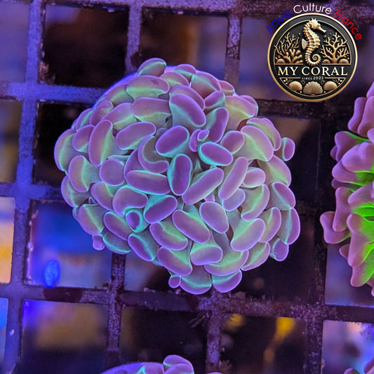 Euphyllia de Culture WYSIWYG- Paraancora - HOLOGRAM  - EPHG127