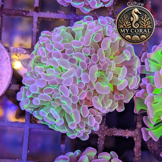 Euphyllia de Culture WYSIWYG- Paraancora - Bicolor - EPHG129