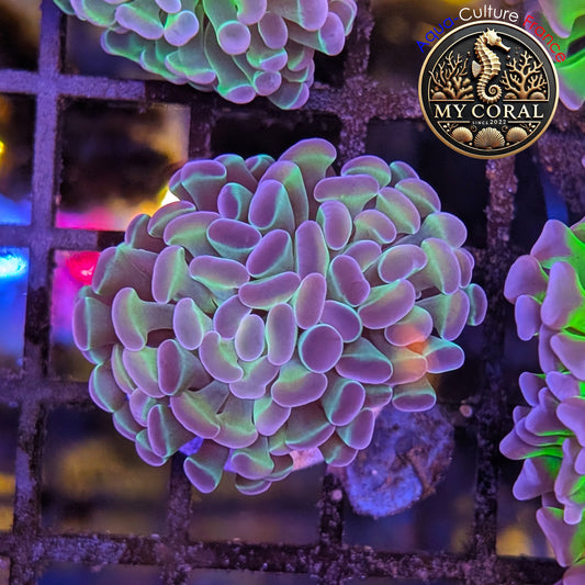 Euphyllia de Culture WYSIWYG- Paraancora - HOLOGRAM  - EPHG129