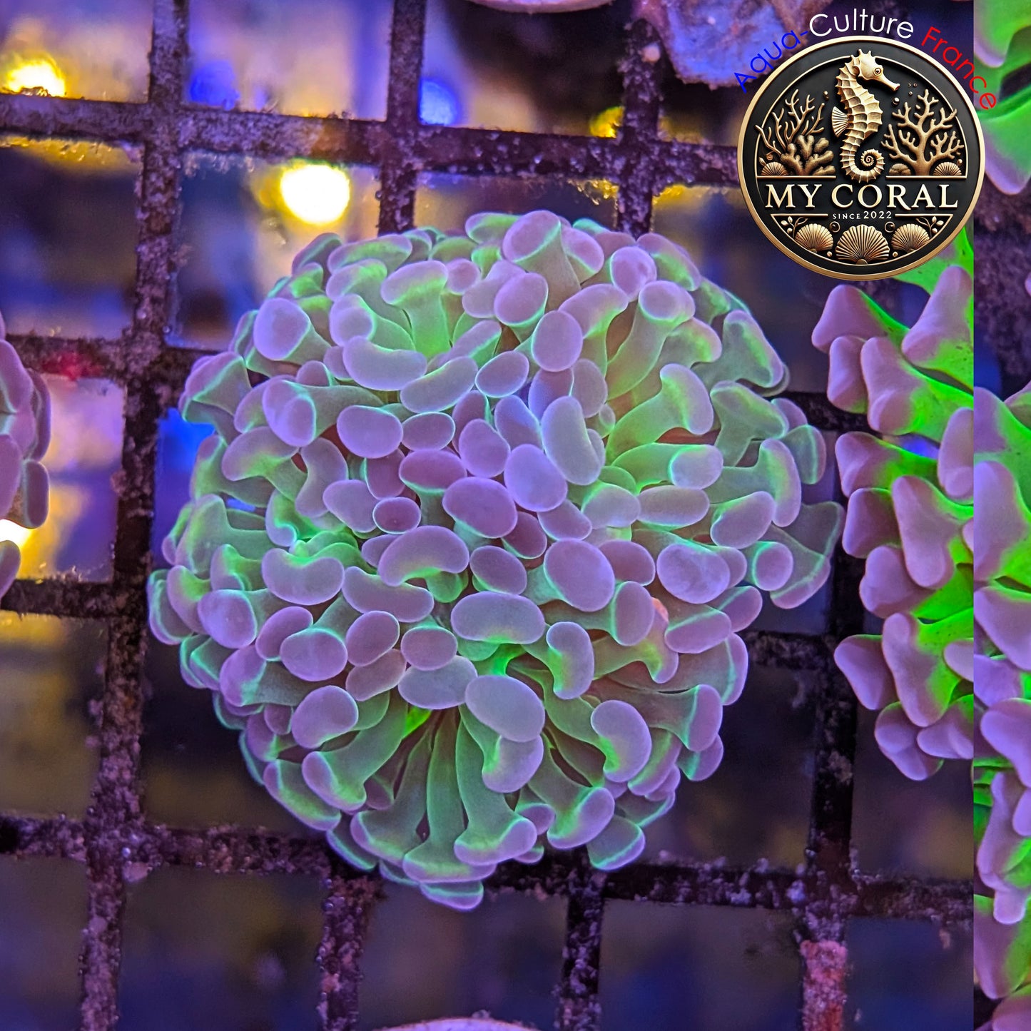 Euphyllia de Culture WYSIWYG- Paraancora - Bicolor - EPHG130