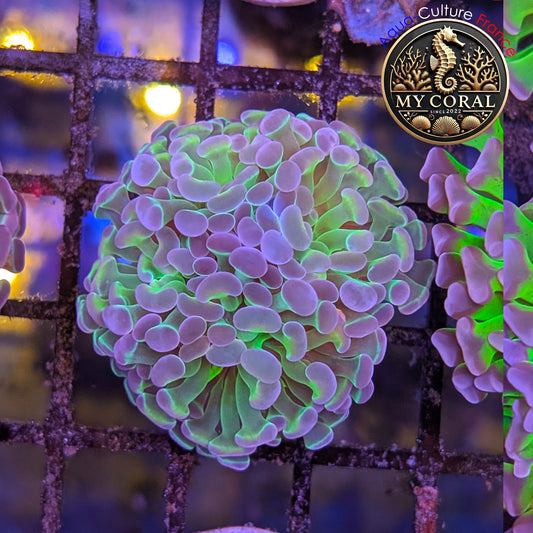 Euphyllia de Culture WYSIWYG- Paraancora - Bicolor - EPHG130