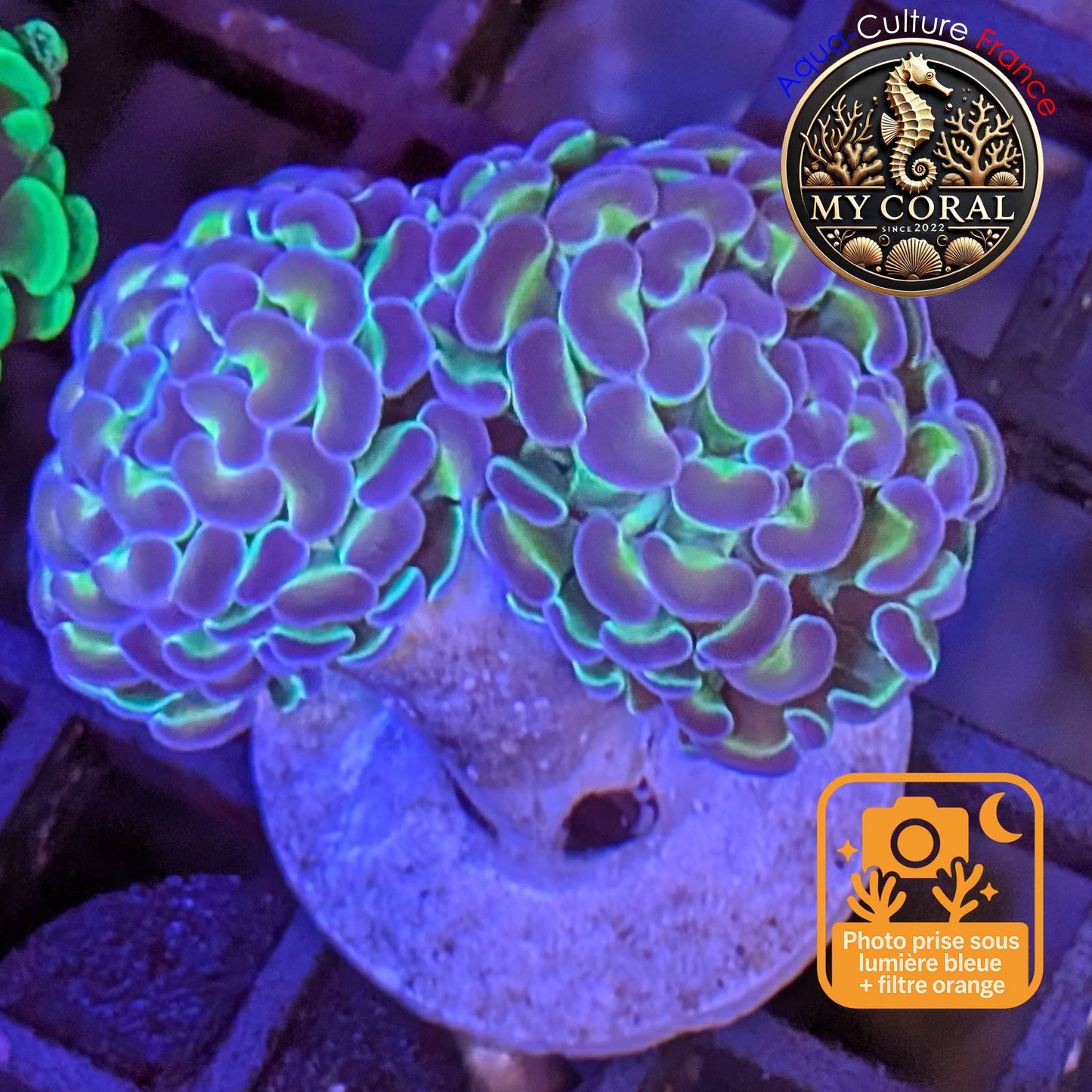 Euphyllia de Culture WYSIWYG- Paraancora Collector - Hologram Gold MASTERGRADE- EPHGM152