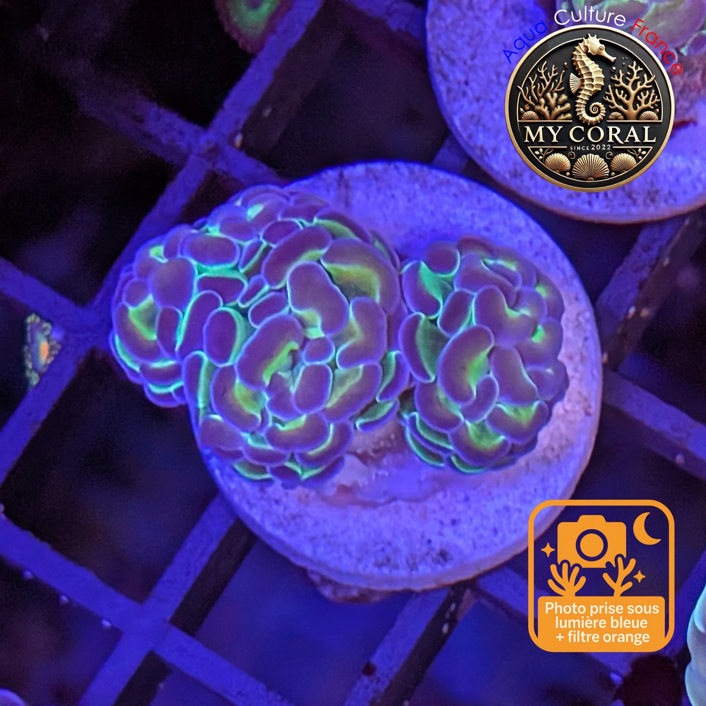 Euphyllia de Culture WYSIWYG- Paraancora Collector - Hologram Gold MASTERGRADE- EPHGM150