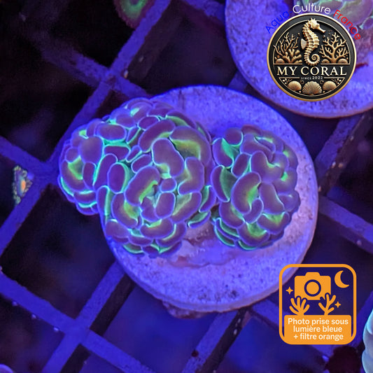 Euphyllia de Culture WYSIWYG- Paraancora Collector - Hologram Gold MASTERGRADE- EPHGM150