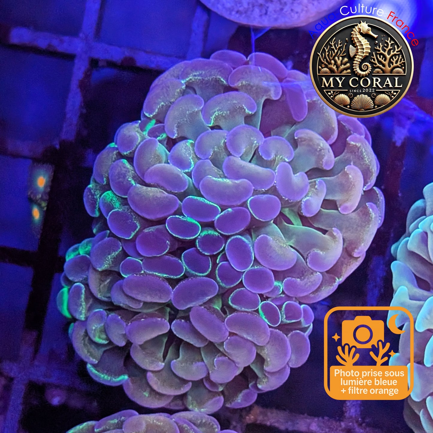 Euphyllia de Culture WYSIWYG- Paraancora Collector - Hologram Gold MASTERGRADE- EPHGM153