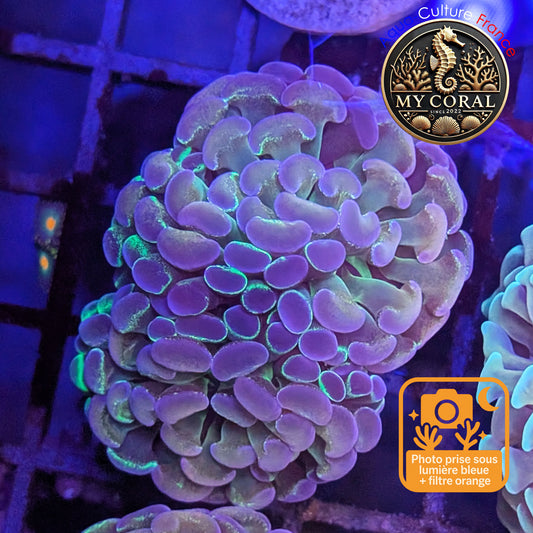 Euphyllia de Culture WYSIWYG- Paraancora Collector - Hologram Gold MASTERGRADE- EPHGM153