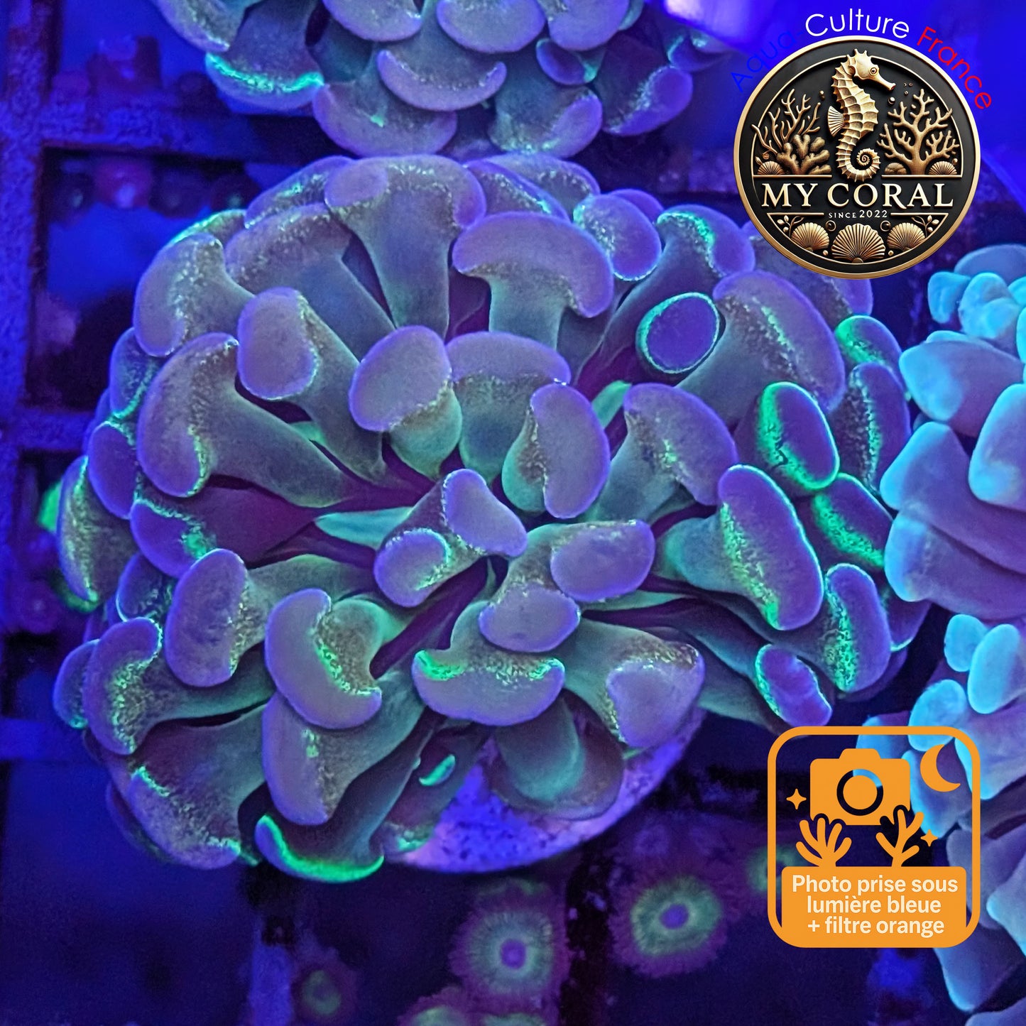 Euphyllia de Culture WYSIWYG- Paraancora Collector - Hologram Gold MASTERGRADE- EPHGM154