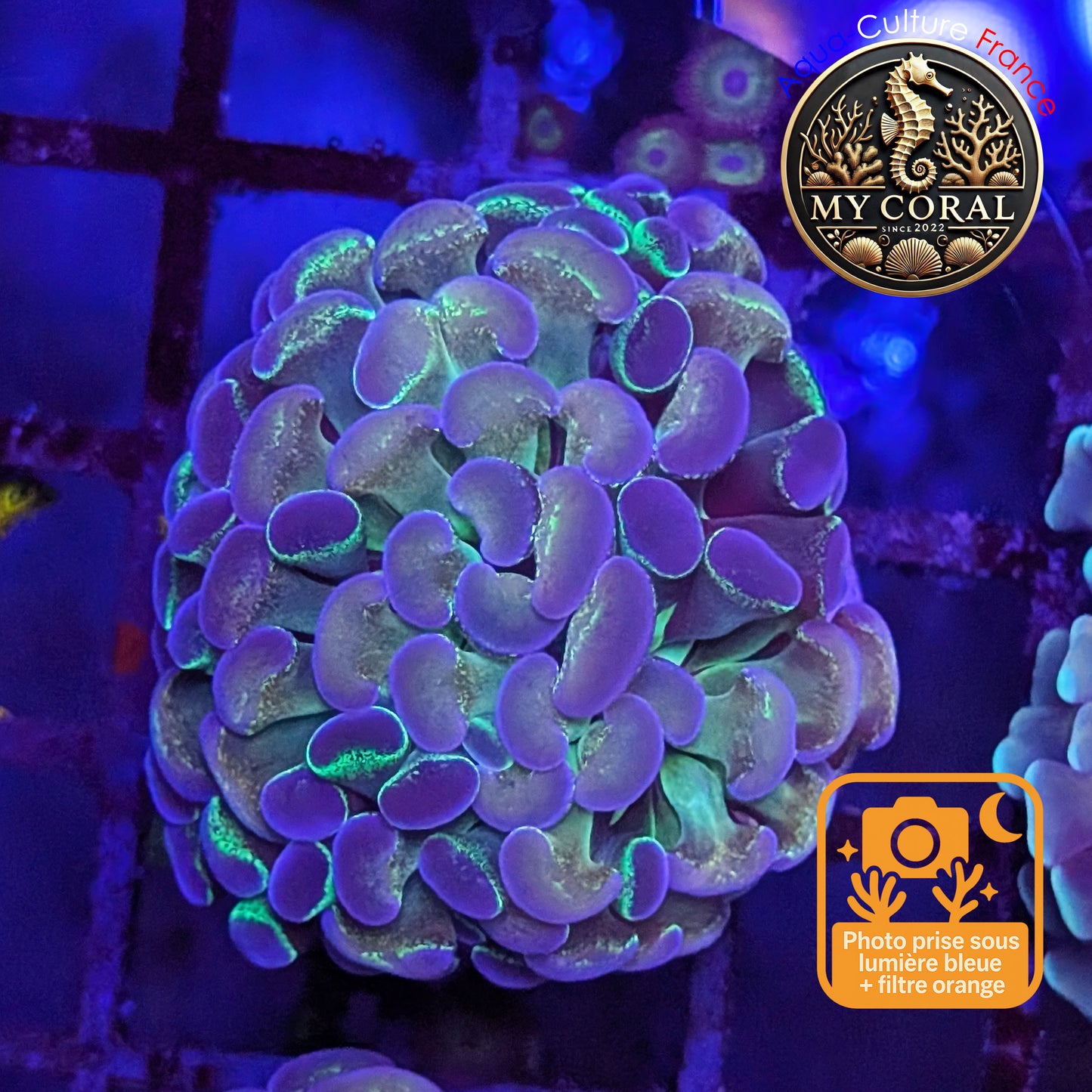 Euphyllia de Culture WYSIWYG- Paraancora Collector - Hologram Gold MASTERGRADE- EPHGM156